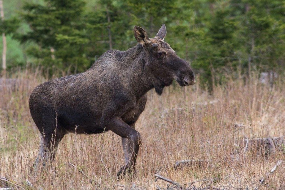 Elch im Wald Wohngrundst�ck Etnedal