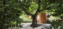 Bild (b8f800c6495ee7f3efb9b82f65f949c7): Toskana: historisches Landhaus - top renoviert - zu verkaufen